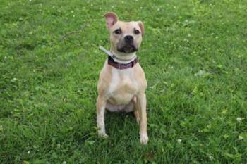 Yasmin -  Pit Bull Terrier and Mixed Breed Dog for Adoption in Kansas City, Missouri - Yasmin | PetCurious