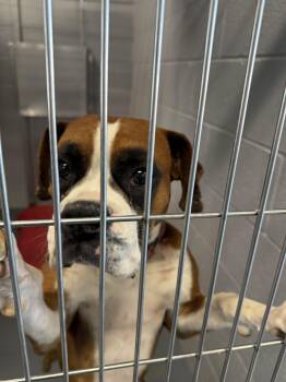 Rosemary/harley/sophie -  Boxer Dog for Adoption in Kingman, Arizona - Rosemary/harley/sophie | PetCurious