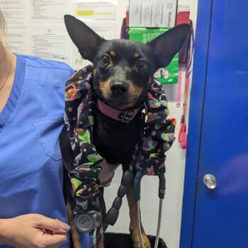 Margaret -  Chihuahua Dog for Adoption in Wahiawa, Hawaii - Margaret | PetCurious