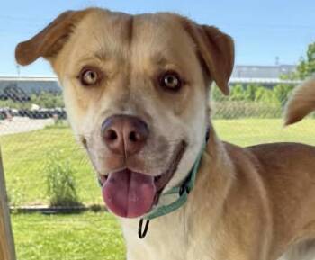 Simba -  Shiba Inu and Labrador Retriever Dog for Adoption in Euclid, Ohio - Simba | PetCurious