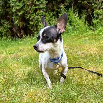 Chihuahua and Mixed Breed Dogs Available for Adoption in Woodinville, Washington - Maurice | PetCurious