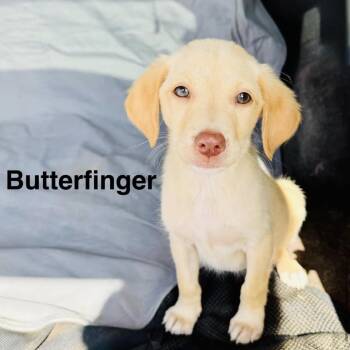 Butterfinger -  Yellow Labrador Retriever Dog for Adoption in Grand Junction, Colorado - Butterfinger | PetCurious