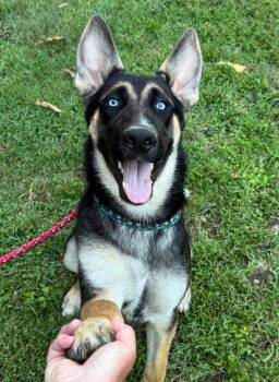 Zeus -  German Shepherd Dog and Husky Dog for Adoption in Little Rock, Arkansas - Zeus | PetCurious