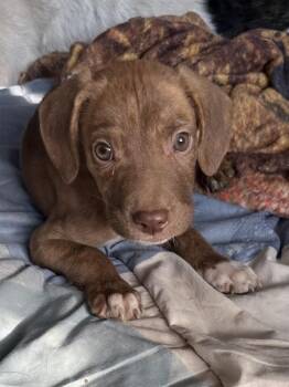 Dole -  Labrador Retriever and Hound Dog for Adoption in Colorado Springs, Colorado - Dole | PetCurious