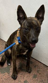 Rescue Mixed Breed Dogs for Adoption in New Albany, Indiana - Tootsie | PetCurious