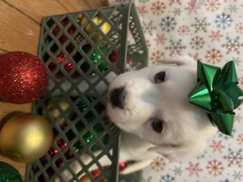 Rescue American Staffordshire Terrier Dogs for Adoption in Austintown, Ohio - Zero | PetCurious