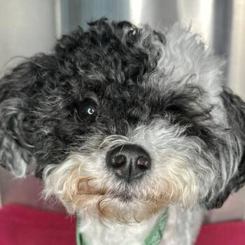 Buttons -  Poodle Dog for Adoption in Matteson, Illinois - Buttons | PetCurious
