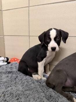 Delilah -  Mixed Breed Dog for Adoption in Munster, Indiana - Delilah | PetCurious
