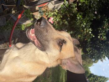 Sasha -  Shepherd Dog for Adoption in Frazier Park, California - Sasha | PetCurious