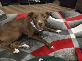 Luci -  Labrador Retriever Dog for Adoption in Gig Harbor, Washington - Luci | PetCurious