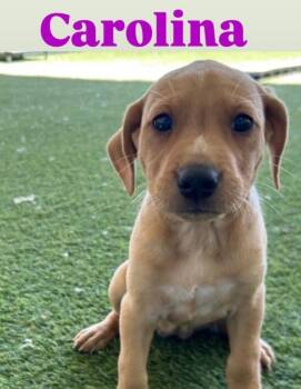 Mixed Breed Dogs Available for Adoption in New York, New York - Carolina (p) | PetCurious