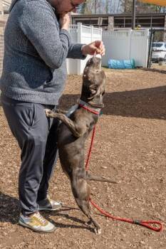 Mixed Breed Dogs Available for Adoption in Chamblee, Georgia - Breve | PetCurious