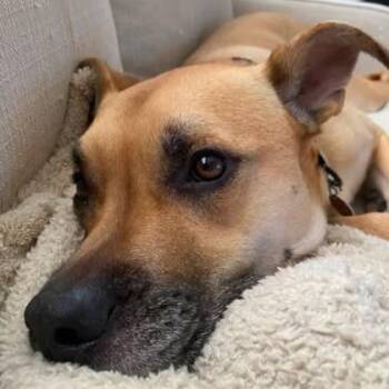 Dunkin -  Shepherd and Boxer Dog for Adoption in Atlanta, Georgia - Dunkin | PetCurious