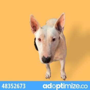 Samantha -  Bull Terrier and Mixed Breed Dog for Adoption in El Paso, Texas - Samantha | PetCurious