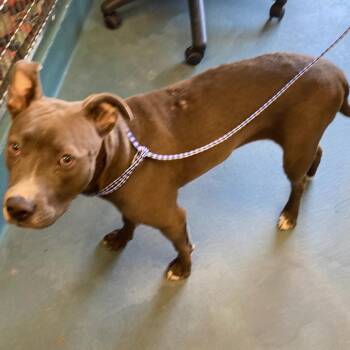MISSY -  Mixed Breed Dog for Adoption in Memphis, Tennessee - MISSY | PetCurious