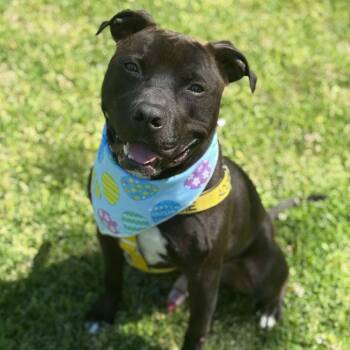 Pit Bull Terrier Dogs Available for Adoption in Greensboro, North Carolina - Happy H. | PetCurious