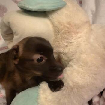 Chihuahua Dogs Available for Adoption - Berry | PetCurious