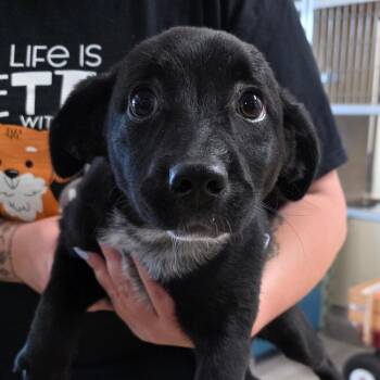 Hound and Mixed Breed Dogs Available for Adoption in Chatham, Virginia - Lana | PetCurious