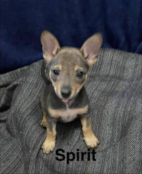 Spirit -  Australian Cattle Dog Blue Heeler Dog for Adoption in Topeka, Kansas - Spirit | PetCurious