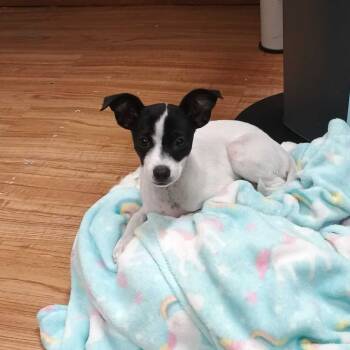 Whippet -  Whippet Dog for Adoption in Grand Junction, Colorado - Whippet | PetCurious