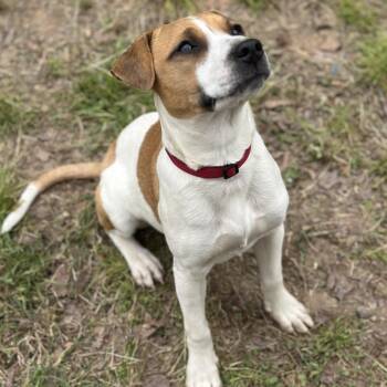 Mixed Breed Dogs Available for Adoption in Clarksville, Arkansas - Dottie | PetCurious