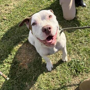 Mixed Breed Dogs Available for Adoption in Chattanooga, Tennessee - Haribo | PetCurious