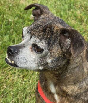 Rescue Chihuahua Dogs for Adoption in Burlington, Washington - BRINDI D3584LP | PetCurious