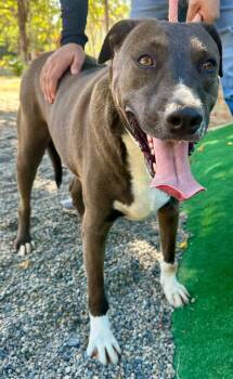Sol -  Mixed Breed Dog for Adoption in Victoria, British Columbia - Sol | PetCurious