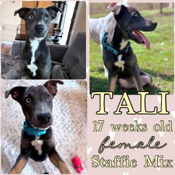 American Staffordshire Terrier Dogs Available for Adoption in Grantville, Pennsylvania - Tali | PetCurious