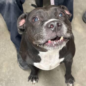 Terrier Dogs Available for Adoption in Tampa, Florida - Minnie | PetCurious