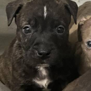 Beans -  Pit Bull Terrier Dog for Adoption in Richmond Hill, Georgia - Beans | PetCurious