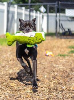 Vance -  Mixed Breed Dog for Adoption in Chamblee, Georgia - Vance | PetCurious