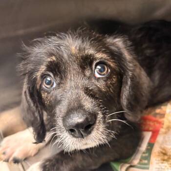 Luci -  German Shepherd Dog and Cardigan Welsh Corgi Dog for Adoption in Indianapolis, Indiana - Luci | PetCurious