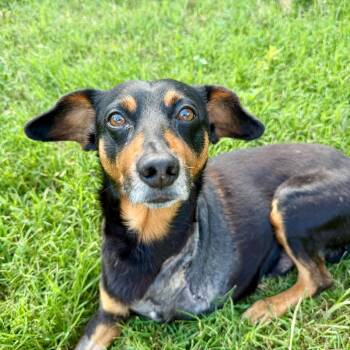 Leonard -  Miniature Pinscher Dog for Adoption in New York, New York - Leonard | PetCurious