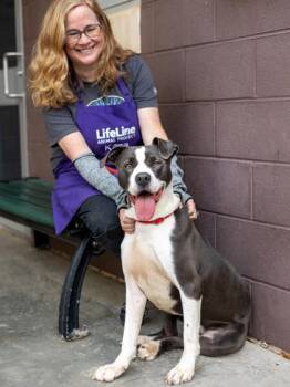 Mixed Breed Dogs Available for Adoption in Chamblee, Georgia - Henry | PetCurious