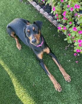 Rescue Doberman Pinscher Dogs for Adoption in Clinton, Pennsylvania - Xena | PetCurious