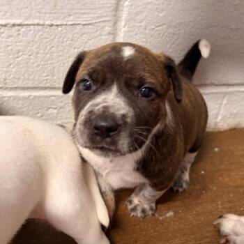 Cherry -  Australian Cattle Dog Blue Heeler and Mixed Breed Dog for Adoption in Wappingers Falls, New York - Cherry | PetCurious