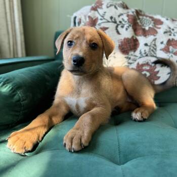Churro -  Labrador Retriever Dog for Adoption - Churro | PetCurious