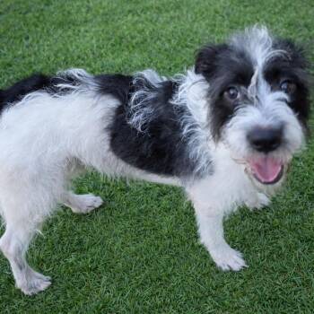 Wirehaired Terrier and Jack Russell Terrier Dogs Available for Adoption - Scout | PetCurious