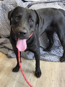 Queens-Not Accepting Applications Yet -  Black Labrador Retriever Dog for Adoption in Medina, Ohio - Queens-Not Accepting Applications Yet | PetCurious