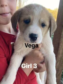 Great Pyrenees Dogs Available for Adoption in Winter Park, Colorado - Vega | PetCurious