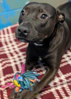 Katie -  Staffordshire Bull Terrier Dog for Adoption in Defiance, Ohio - Katie | PetCurious