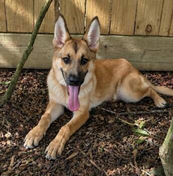 C J -  German Shepherd Dog Dog for Adoption in Hilton Head Island, South Carolina - C J | PetCurious