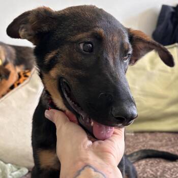 November -  Shepherd and Mixed Breed Dog for Adoption in San Diego, California - November | PetCurious