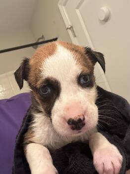 Catahoula Leopard Dog and Mountain Cur Dogs Available for Adoption in Holly Springs, North Carolina - Wawa | PetCurious