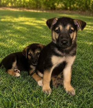 Three Guys: male 2 -  Mixed Breed Dog for Adoption in Dallas, Texas - Three Guys: Male 2 | PetCurious
