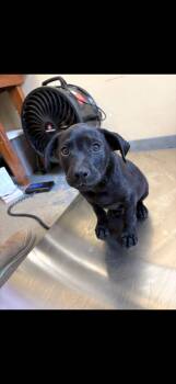 Black Labrador Retriever Dogs Available for Adoption in Zimmerman, Minnesota - Betty | PetCurious