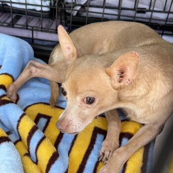 Terry -  Chihuahua Dog for Adoption in Blue Springs, Missouri - Terry | PetCurious