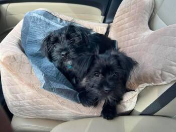 Nash & Noori -  Yorkshire Terrier and Miniature Schnauzer Dog for Adoption in Metairie, Louisiana - Nash & Noori | PetCurious