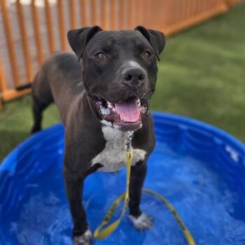 JOE DIRT -  Pit Bull Terrier and Mixed Breed Dog for Adoption in Las Vegas, Nevada - JOE DIRT | PetCurious